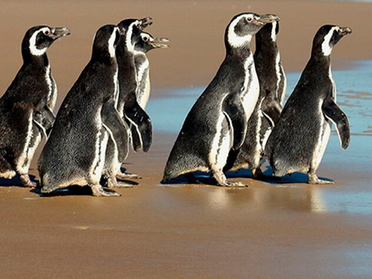 Projeto de Monitoramento de Praias registrou mais de doze mil animais este ano no litoral brasileiro