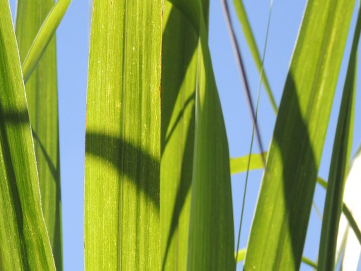 Cepea/Esalq: etanol anidro sobe 0,17% e hidratado recua 0,55%