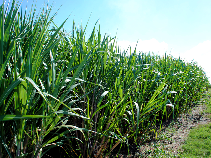 Etanol amplia perdas e encerra semana com nova queda nos indicadores Cepea