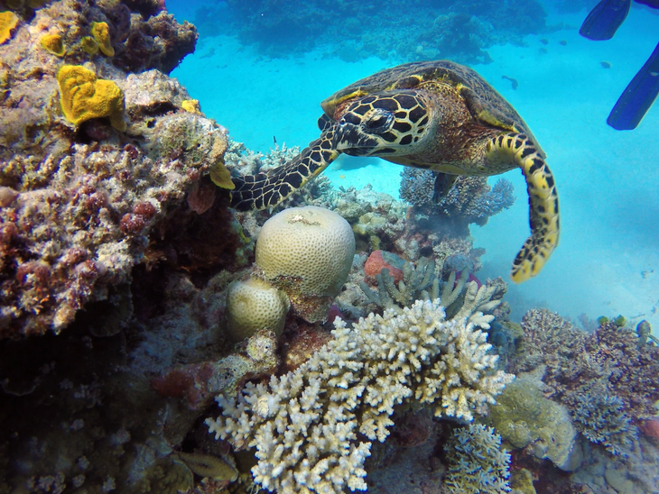 Mudança climática ameaça Patrimônio Mundial Natural