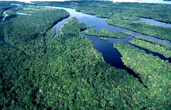 Microrganismos são os maiores emissores de carbono em águas da Amazônia