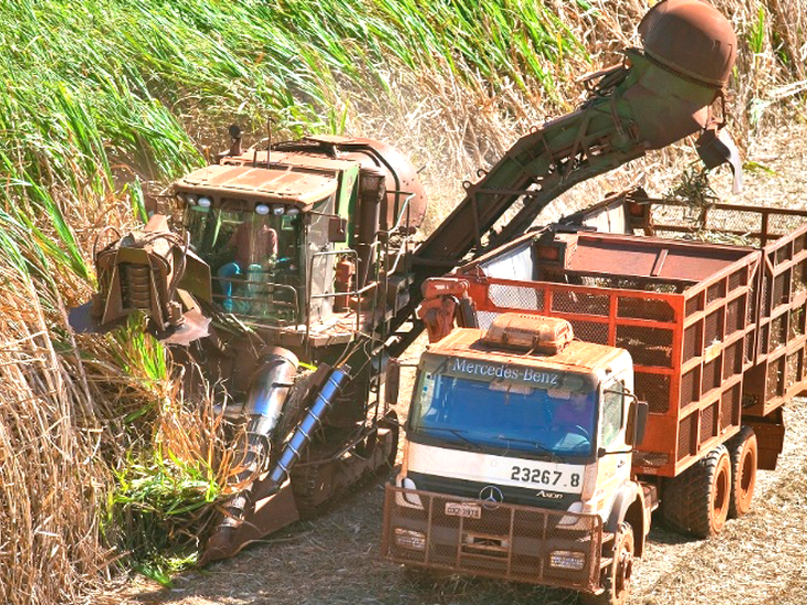 Uso da palha da cana para gerar bioenergia requer critérios, aponta estudo