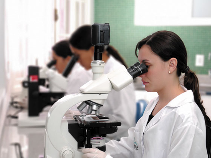 Países Baixos querem parceria em pesquisa sobre biocombustíveis