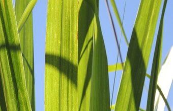 Moagem de cana em Minas Gerais atinge 73,8 milhões de toneladas na safra 24/25