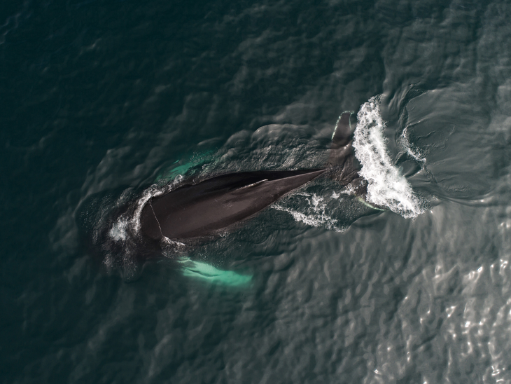 Delegados da ONU chegam a acordo histórico para proteger a biodiversidade marinha em águas internacionais