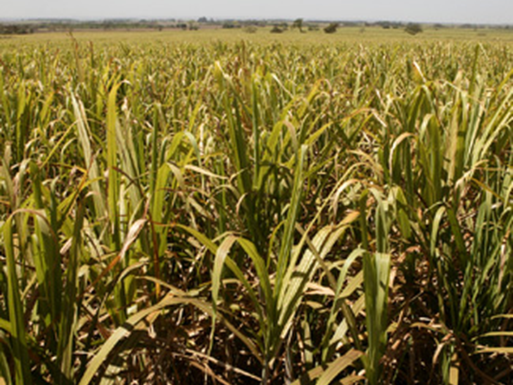 Grupo Delta assume equipe da Coimex