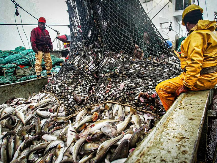 Pesca predatória é apontada como grande vilã da devastação oceânica