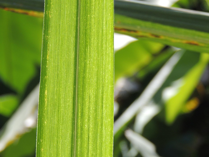 Anidro recua 0,15%, e hidratado sobe 0,77%