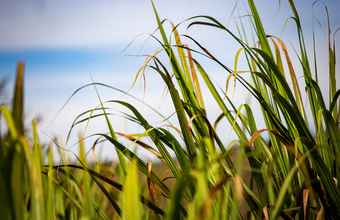 UISA Biogás consegue R$ 80 milhões de financiamento para construção de unidade produtora de biogás e energia elétrica em Mato Grosso