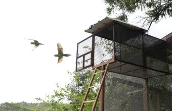 Em Brumadinho, aves voltam à natureza depois de anos em cativeiros