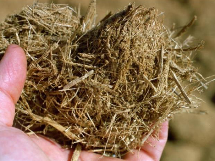 Biomassa da cana lidera volume comercializado em leilão