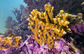 Constellation apoia restauração de recifes de coral no Nordeste em parceria com a Biofábrica de Corais