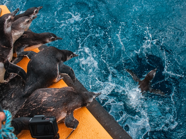 Projeto de Monitoramento de Praias registrou mais de 6700 mil pinguins no litoral brasileiro