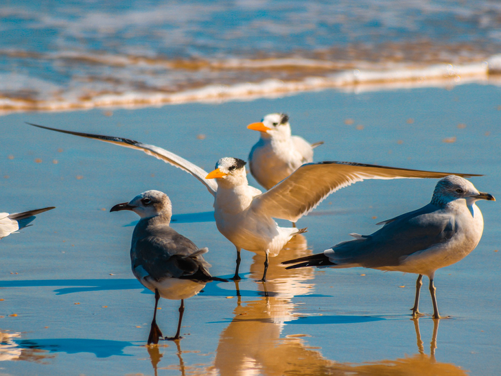 Setor portuário vai propor sugestões para manual do Ibama sobre "Fauna Impactada por Óleo"