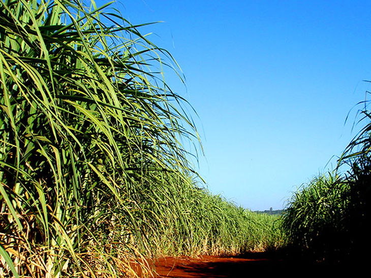 Setor sucroenergético vive tormenta