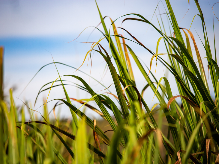 CTC coloca à venda planta de produção de etanol celulósico