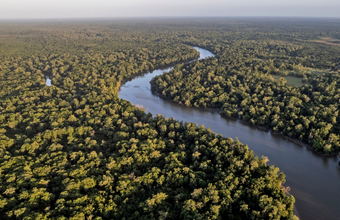 Edital ProFloresta+ supera expectativas e recebe 16 propostas de venda de créditos de carbono
