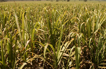 Grupo Delta assume equipe da Coimex