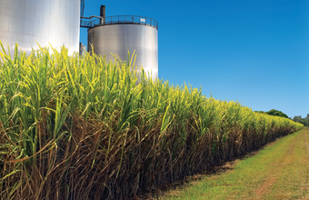 Petrobras e Embrapa desenvolvem novas tecnologias para cana-de-açúcar