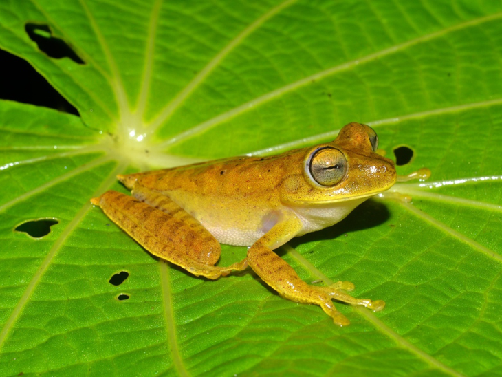 Eneva fecha parceria com BNDES no programa Matchfunding Floresta Viva