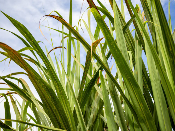 Bahia quer alavancar Polo Bioenergético e Sucroalcooleiro no Médio São Francisco