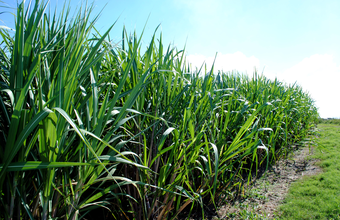Etanol amplia perdas e encerra semana com nova queda nos indicadores Cepea