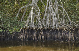 BNDES e Petrobras colocam R$ 47,3 mi na recuperação de manguezais e restingas