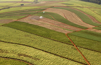 Petrobras aumenta produção de gasolina diante do baixo desenvolvimento das lavouras de cana